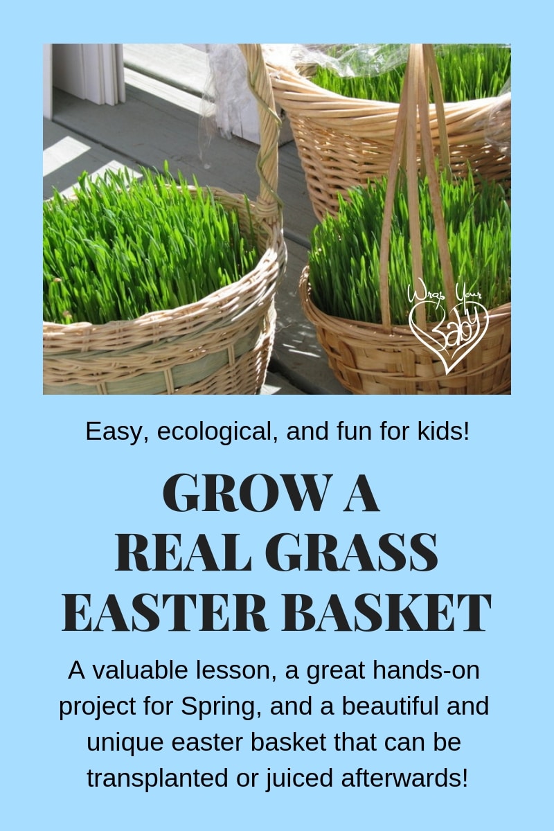 Grow a Real Grass Easter Basket (So Easy)! - Wrap Your Baby